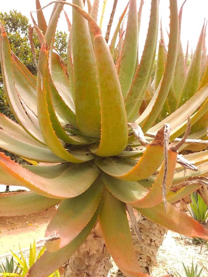 Aloe glauca — houseplant care guide