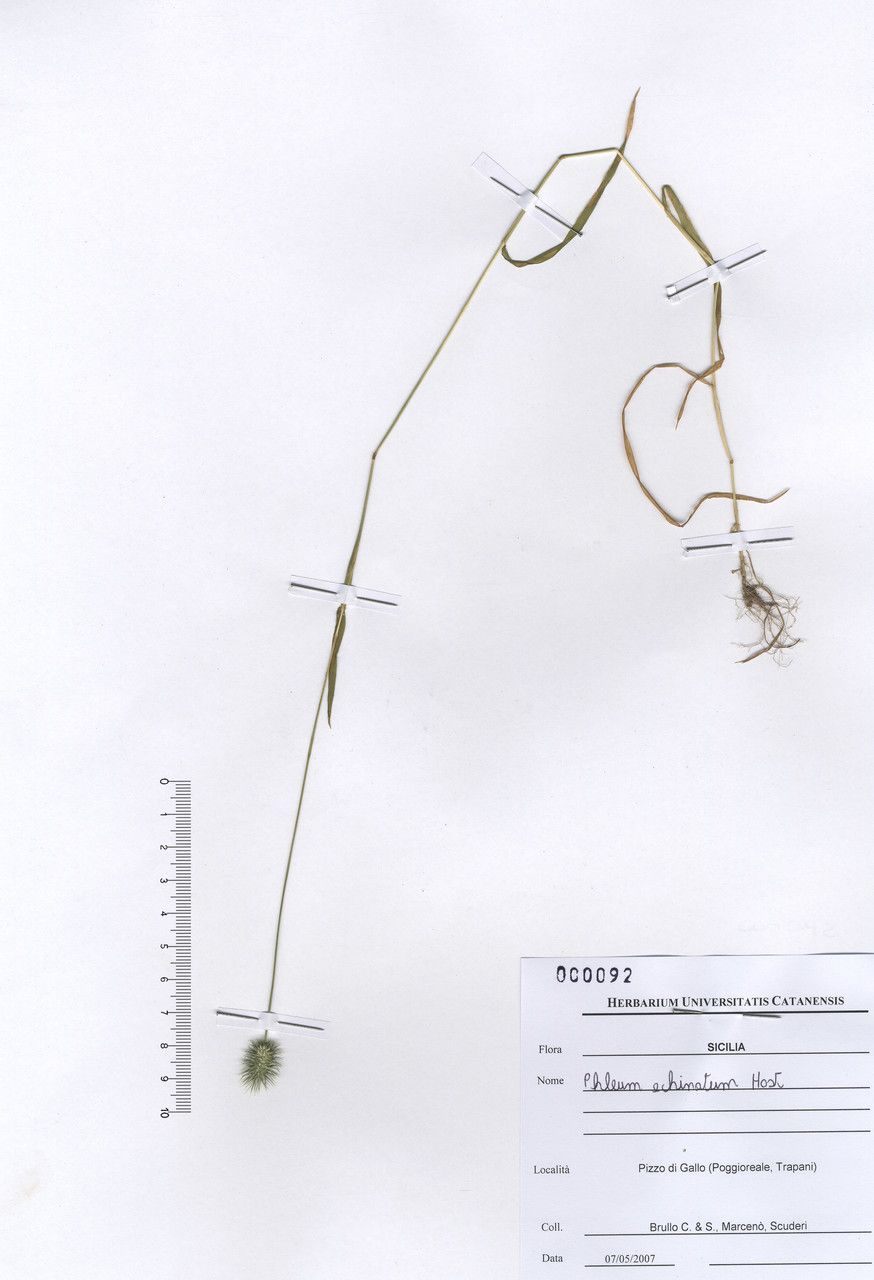 Phleum echinatum other