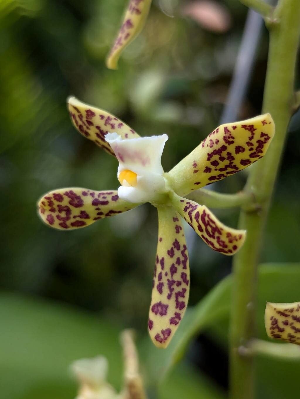 Prosthechea crassilabia flower