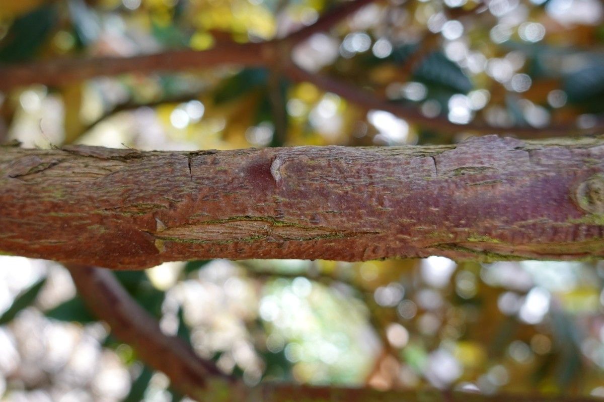 Rhododendron galactinum bark
