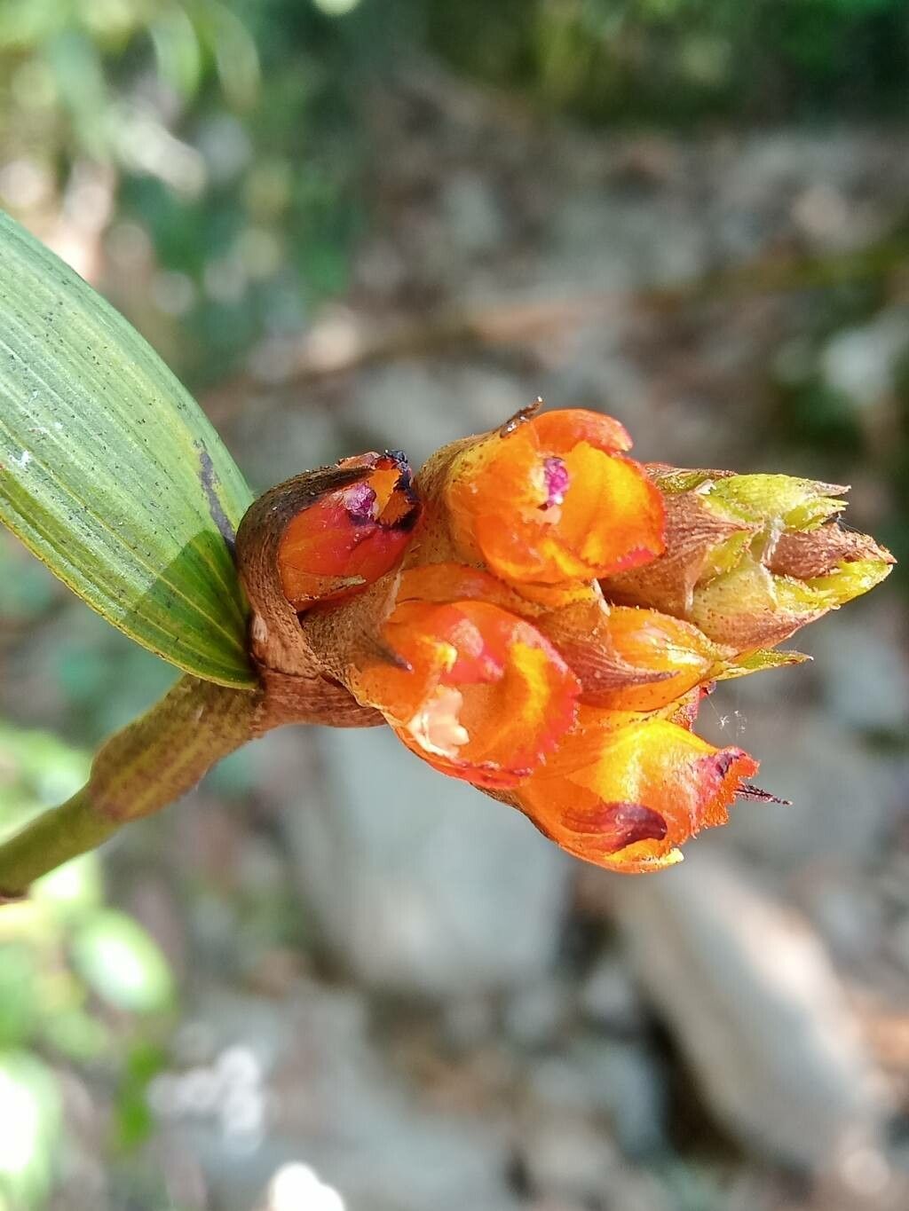 Elleanthus aurantiacus flower