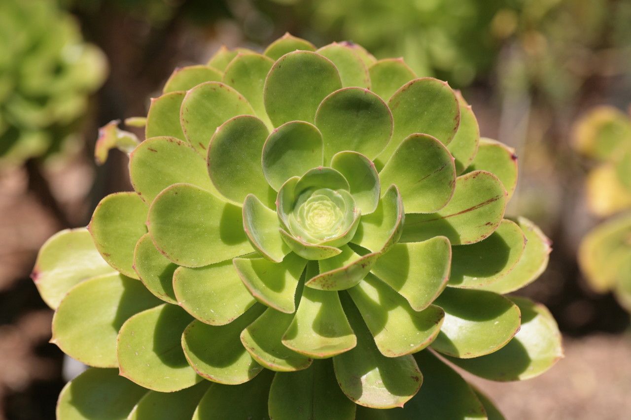 Aeonium vestitum leaf