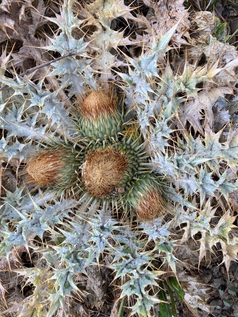 Onopordum acaulon fruit