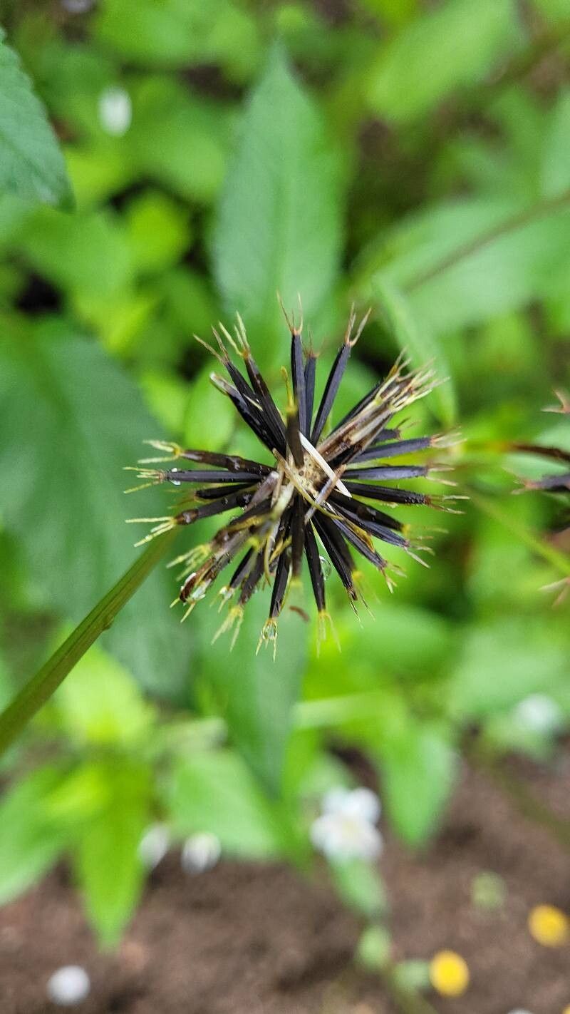 Cosmos diversifolius fruit
