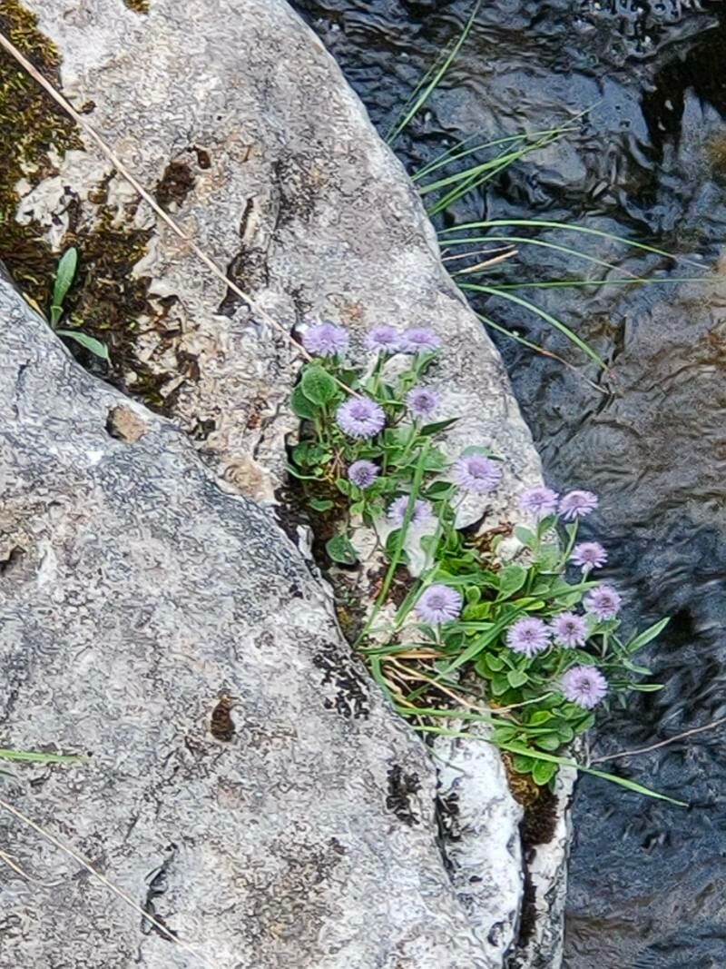 Globularia incanescens flower