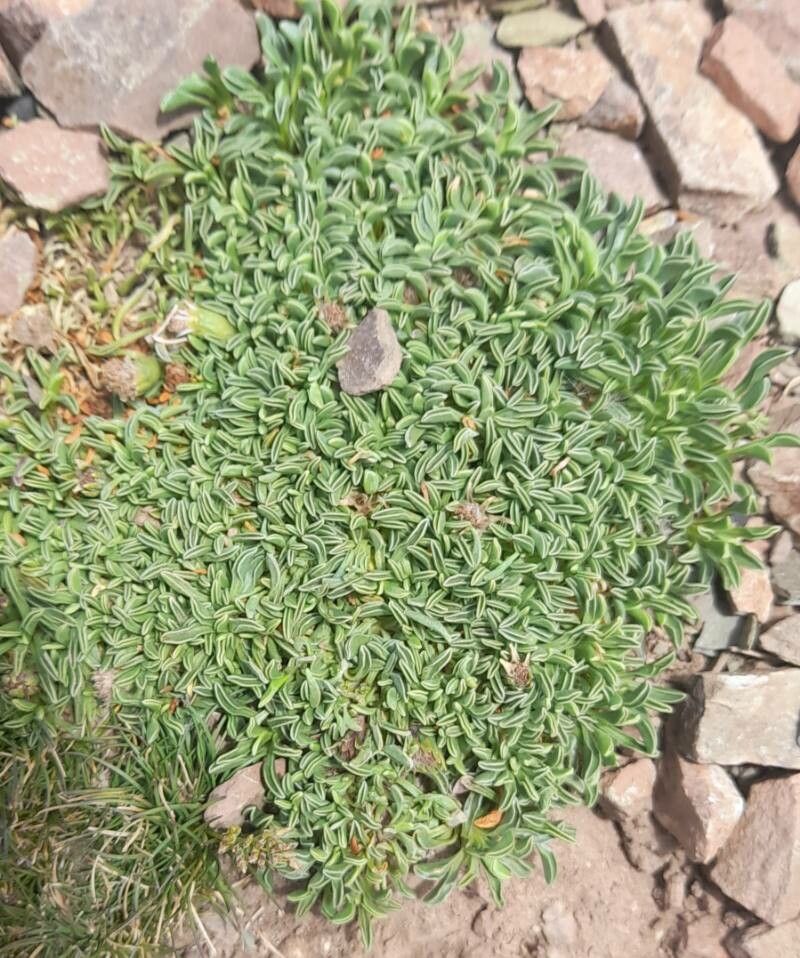Werneria aretioides habit