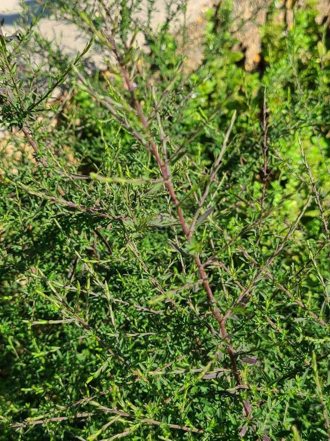 Plagianthus divaricatus — related species from the same genus