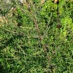 Plagianthus divaricatus