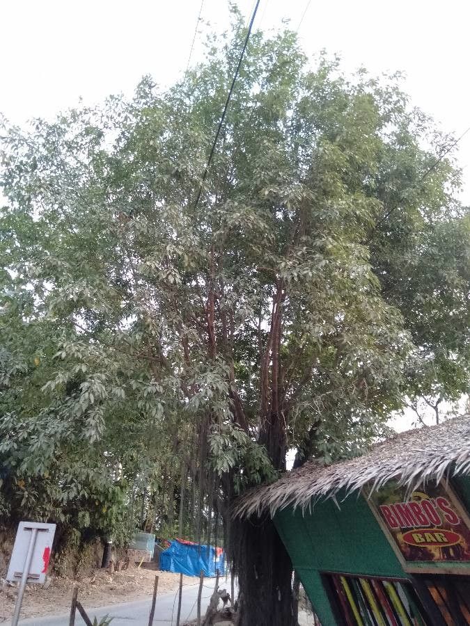 Ficus caulocarpa habit