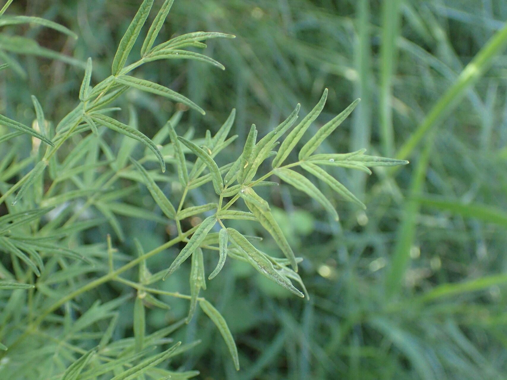 Thalictrum lucidum leaf