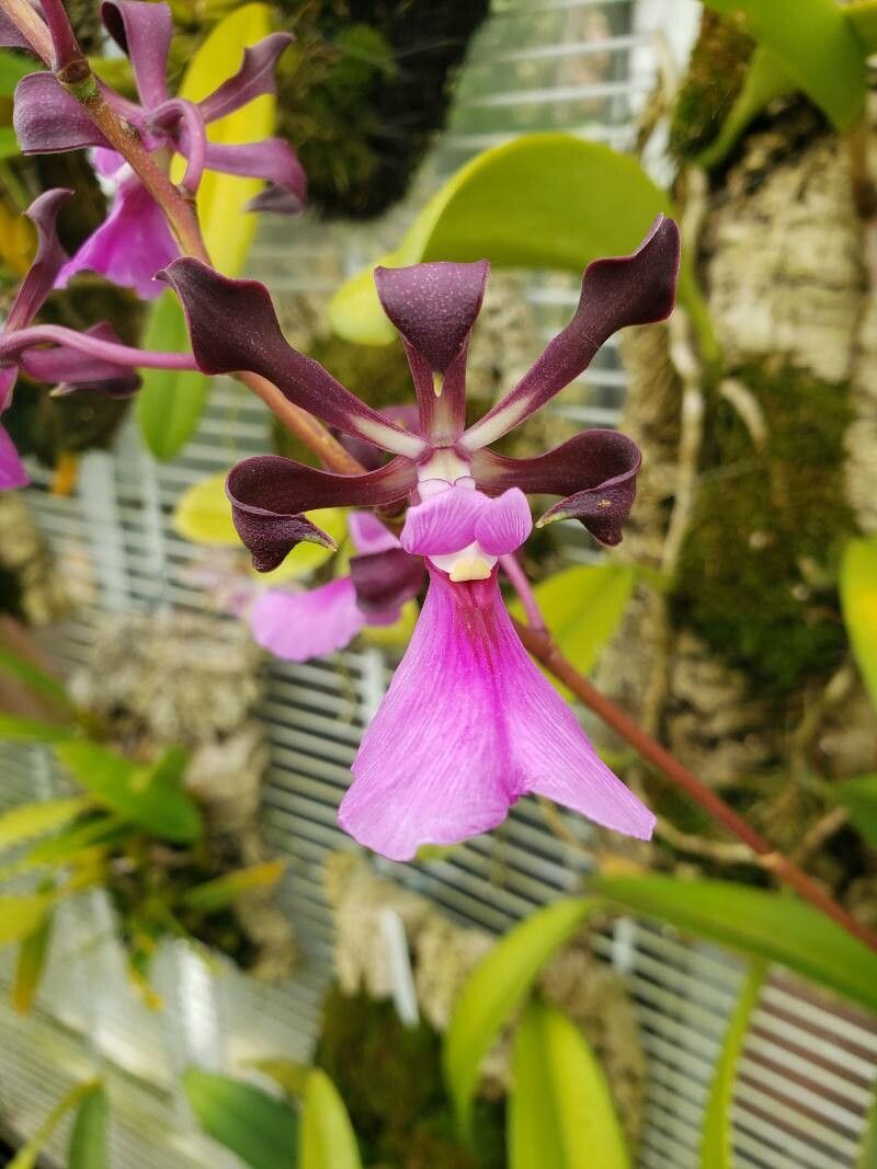 Encyclia cordigera flower
