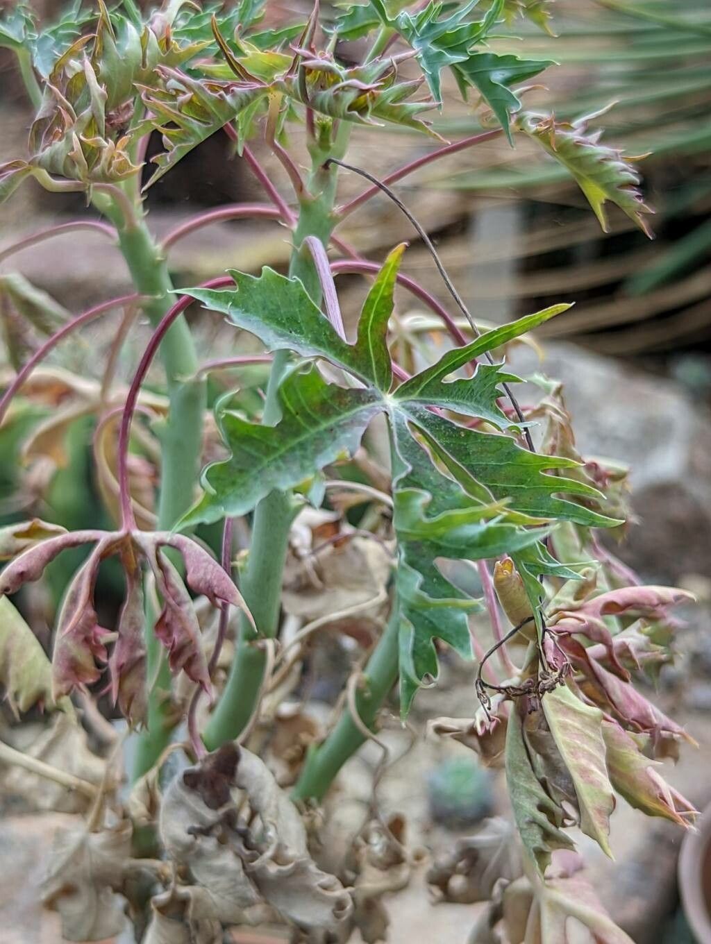 Jatropha cathartica — related species from the same genus