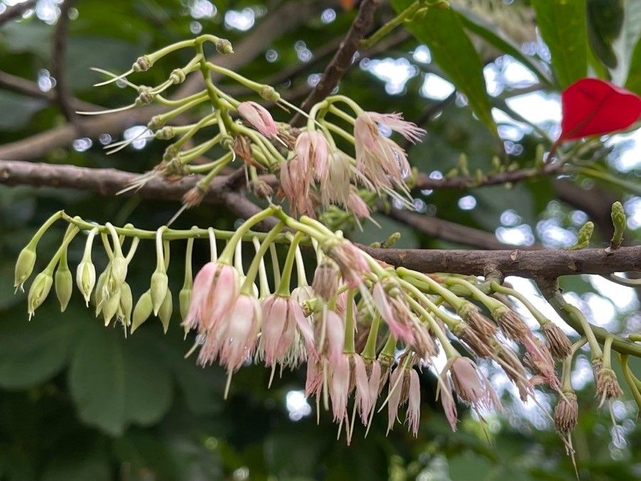 Elaeocarpus angustifolius flower