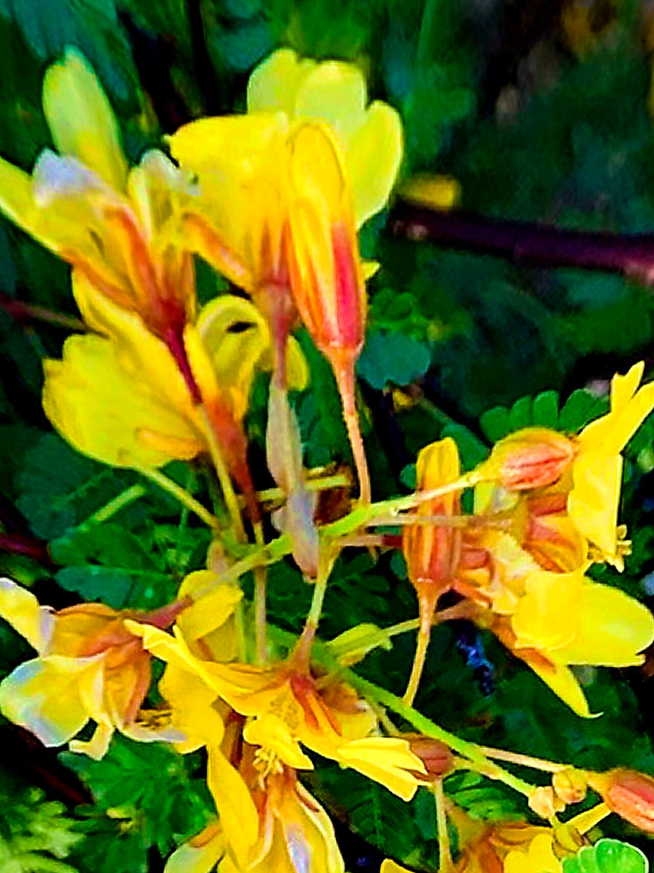 Erythrostemon placidus — houseplant care guide