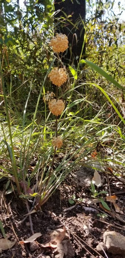 Lomandra multiflora habit