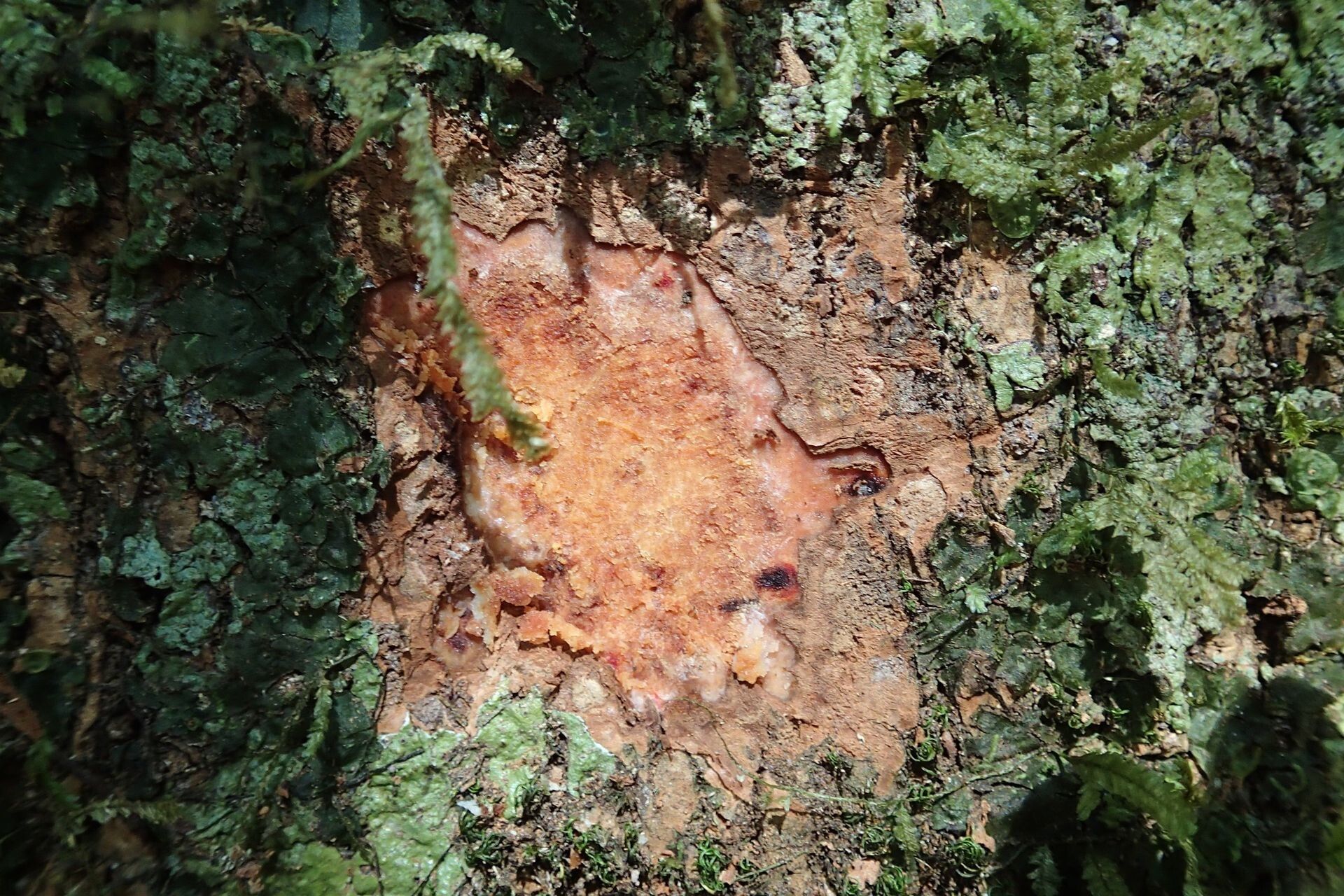 Kermadecia elliptica bark