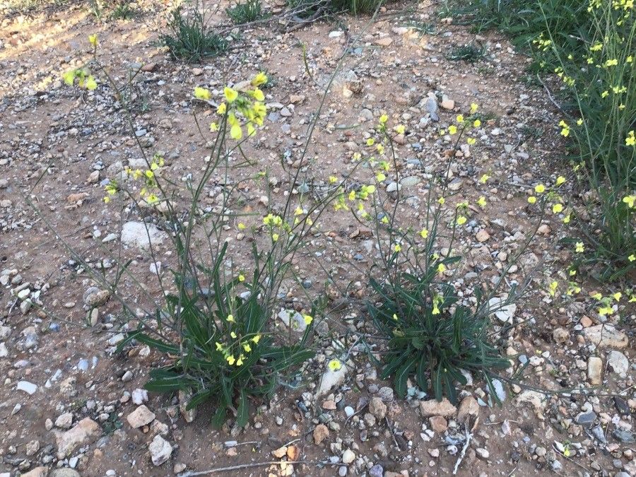 Biscutella glacialis flower