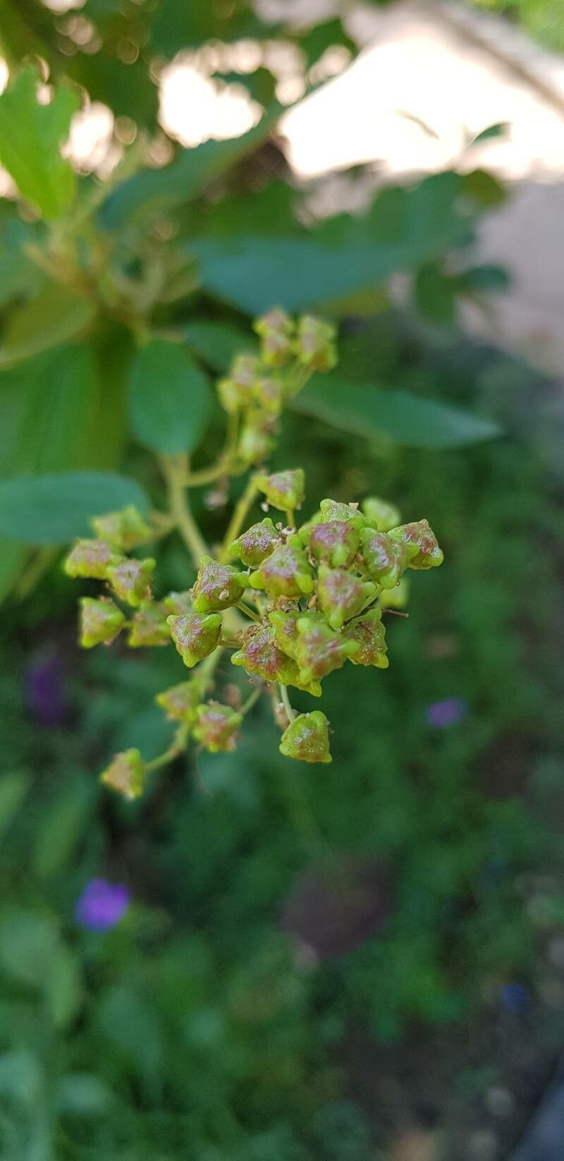 Ceanothus americanus fruit