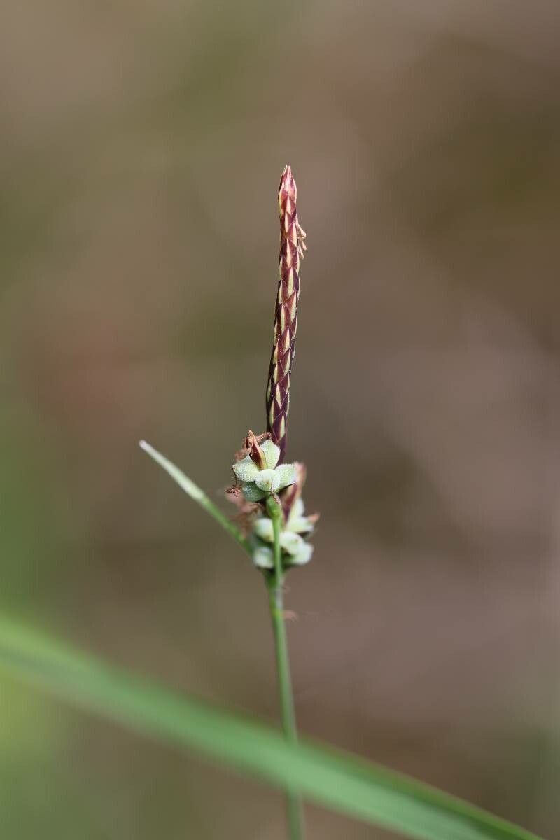 Carex filiformis — houseplant care guide