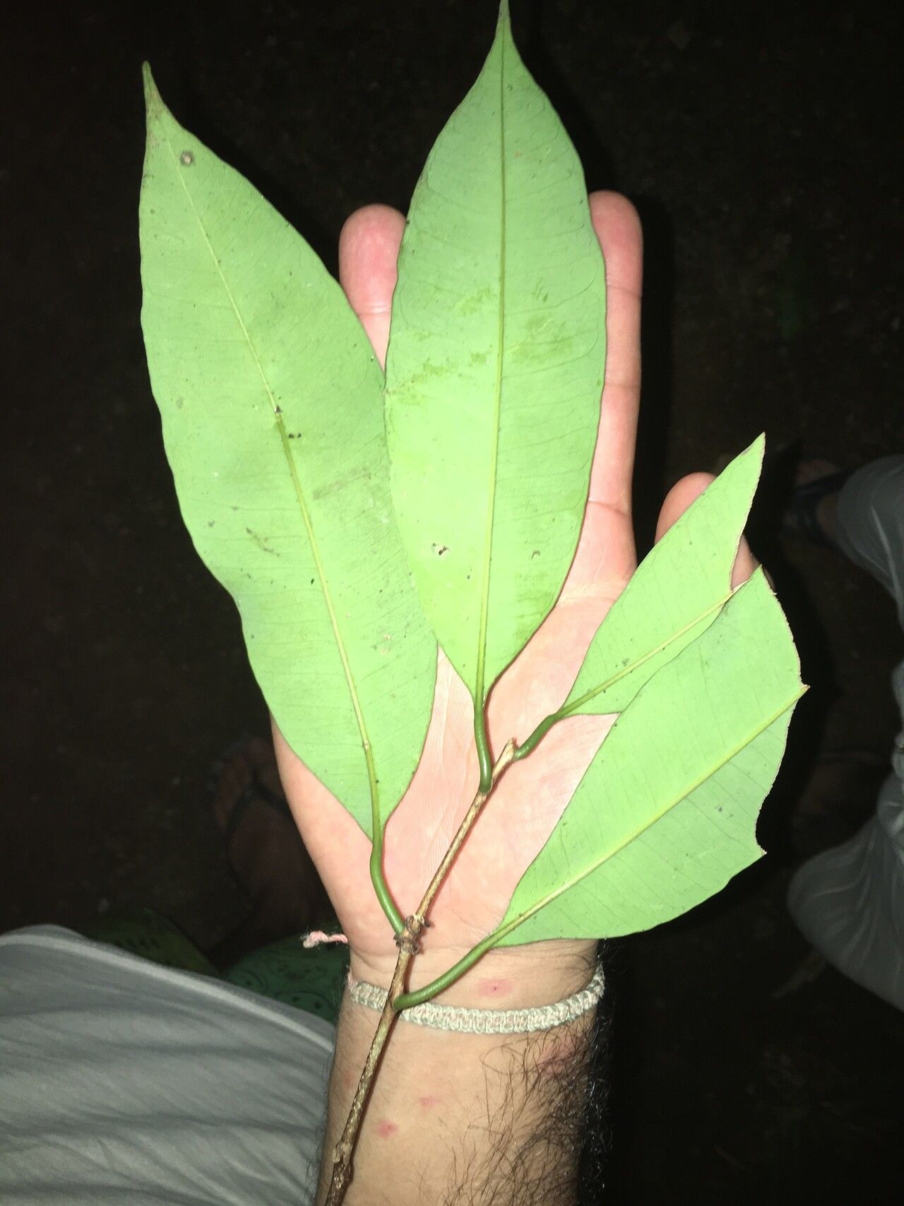 Pouteria cuspidata — houseplant care guide