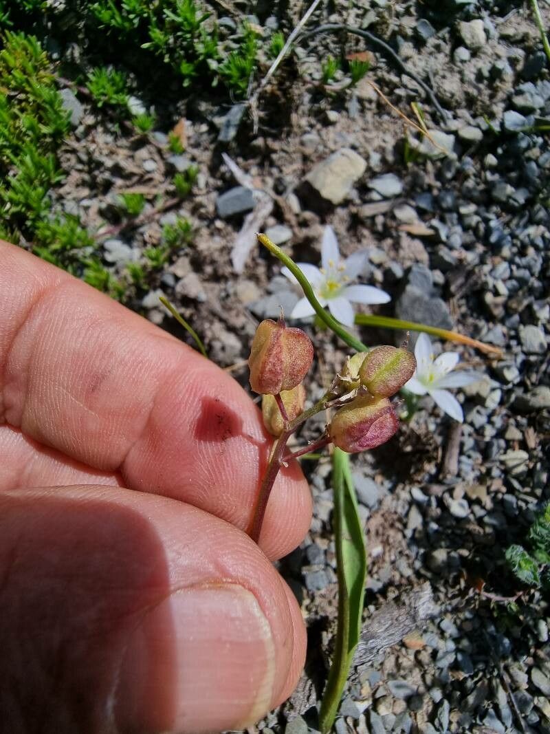 Ornithogalum broteroi fruit