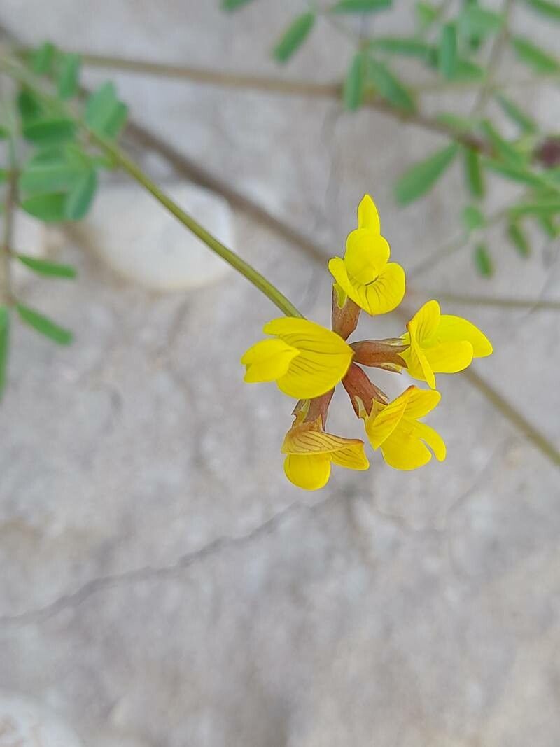 Hippocrepis areolata flower