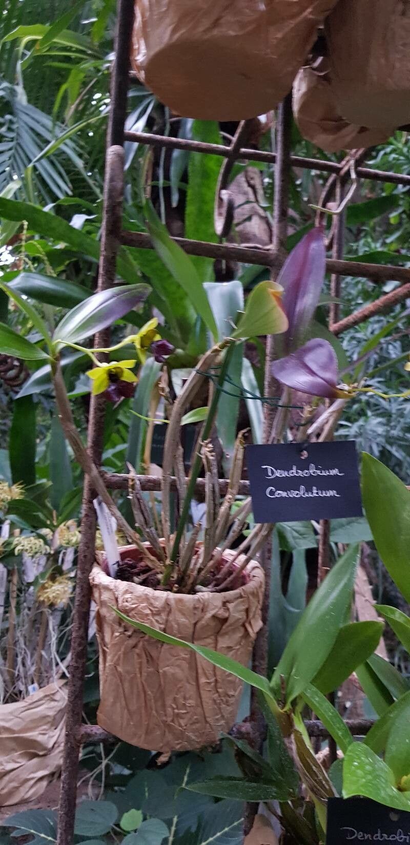 Dendrobium convolutum habit