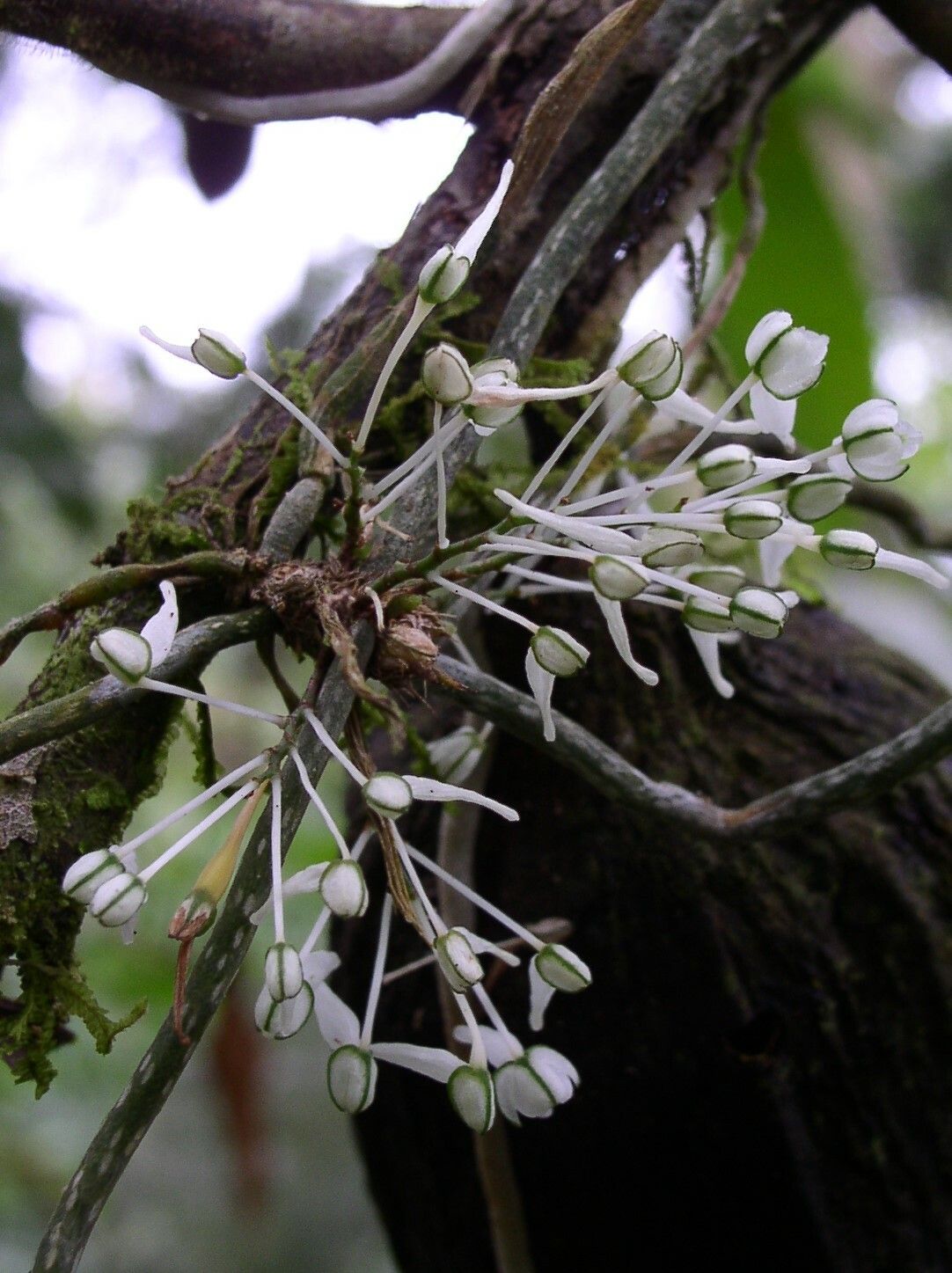 Microcoelia caespitosa — related species from the same genus