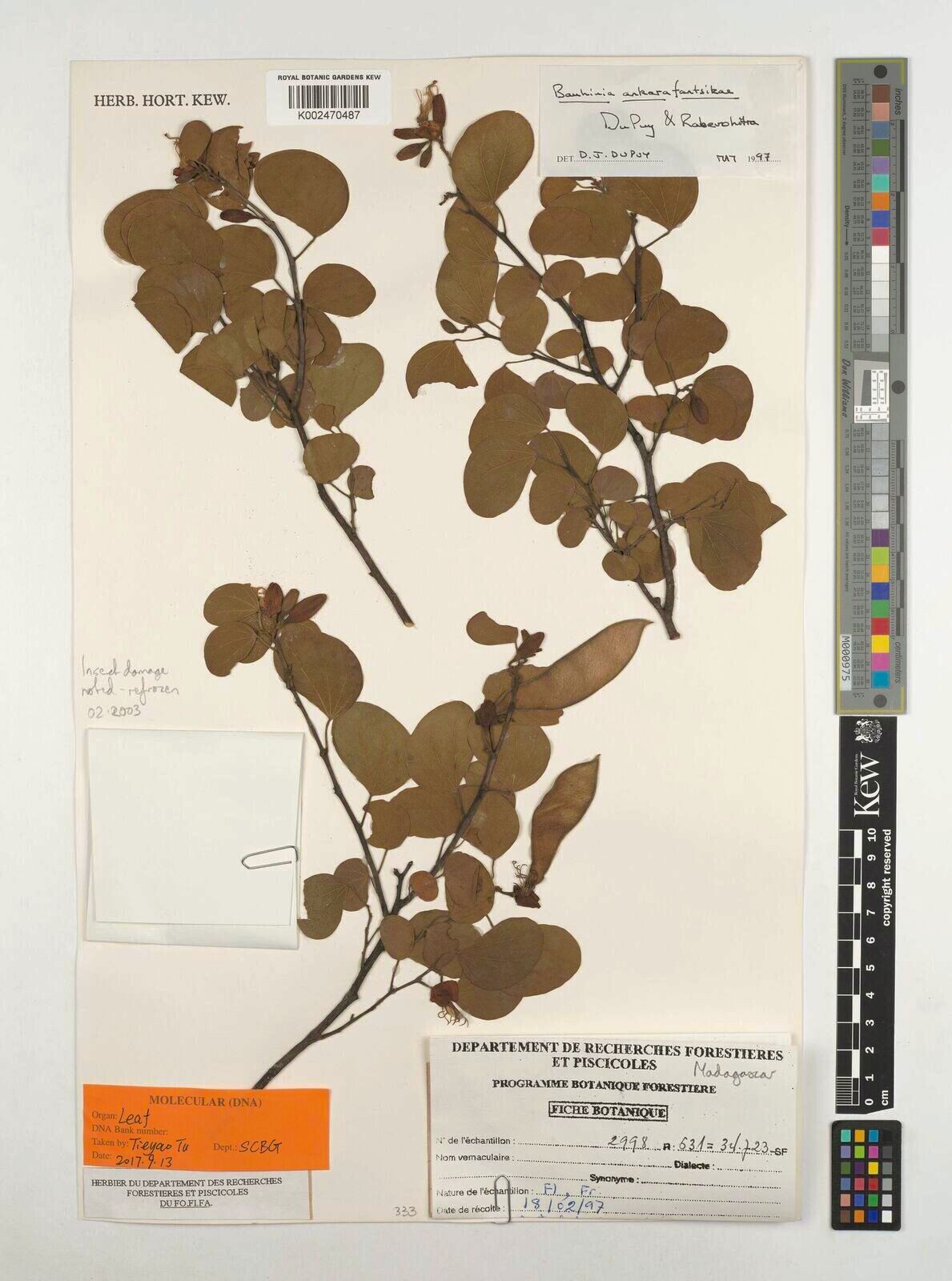 Bauhinia ankarafantsikae — related species from the same genus