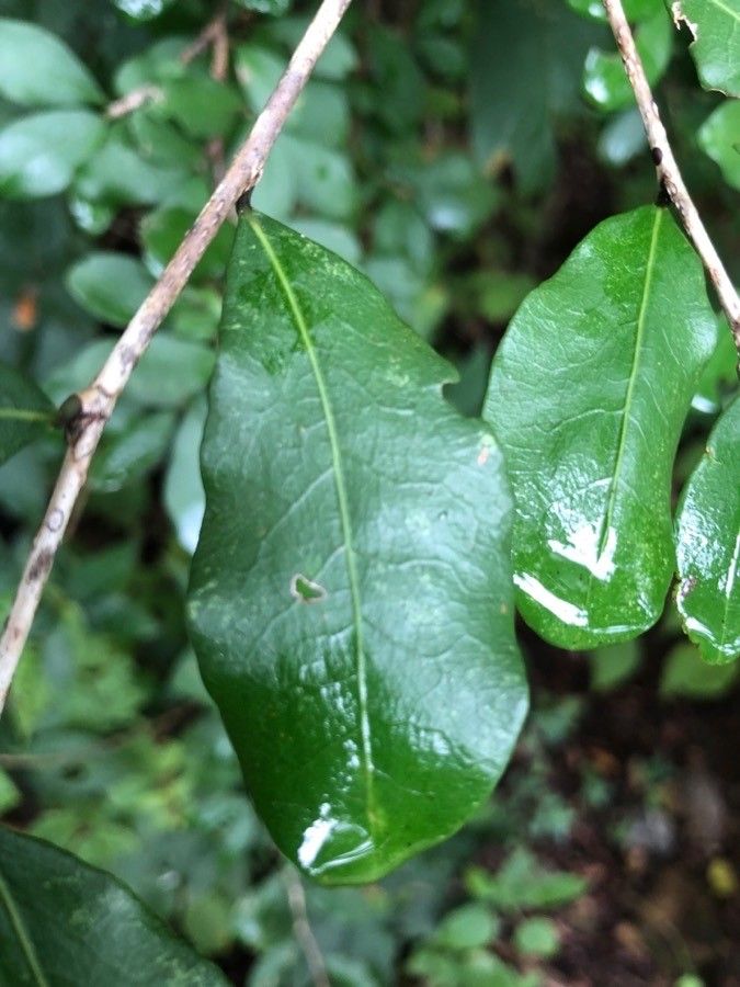 Erythroxylum havanense — houseplant care guide