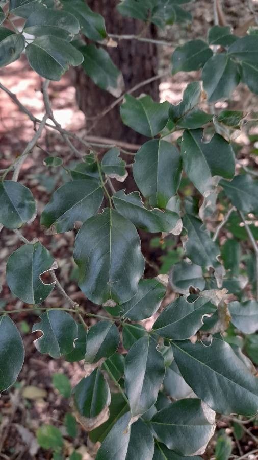 Poecilanthe parviflora — houseplant care guide