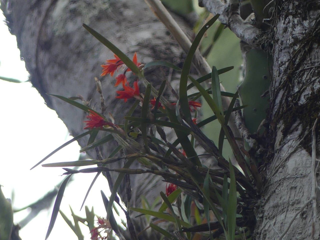Scaphyglottis bidentata habit