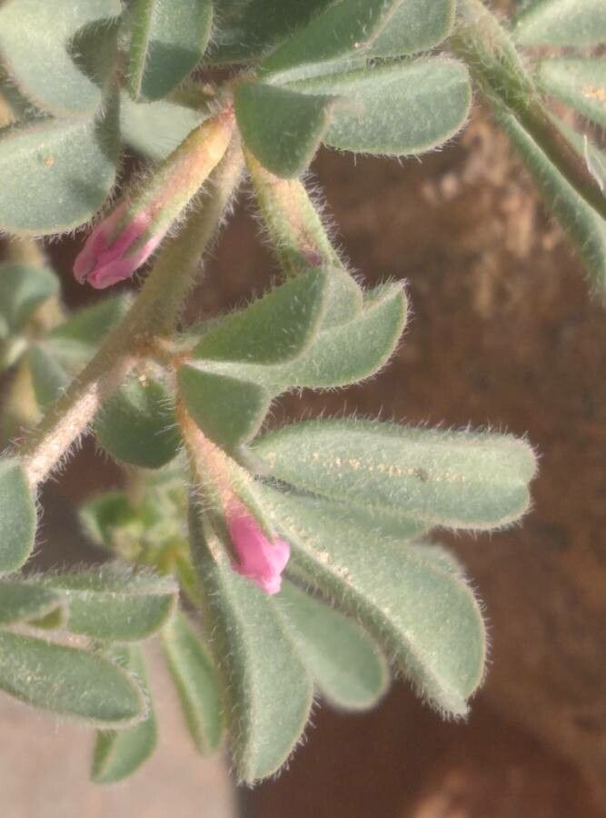 Hippocrepis multisiliquosa leaf