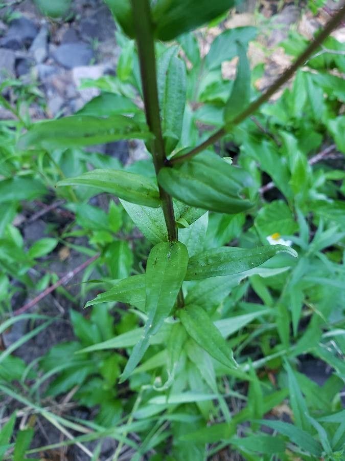 Castilleja parviflora leaf
