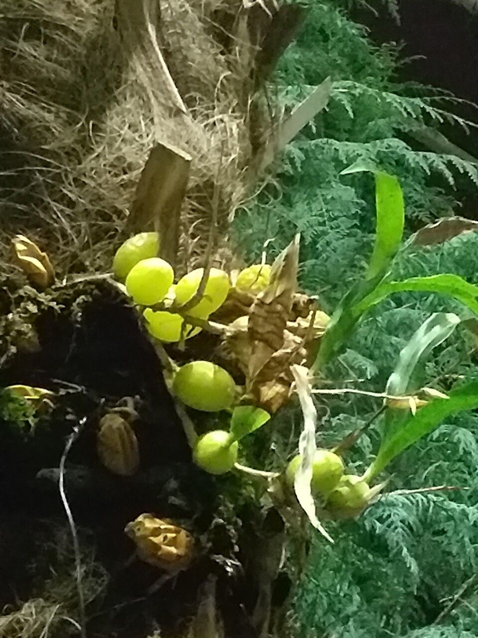 Coelogyne cristata — search result for 'Himalayas'