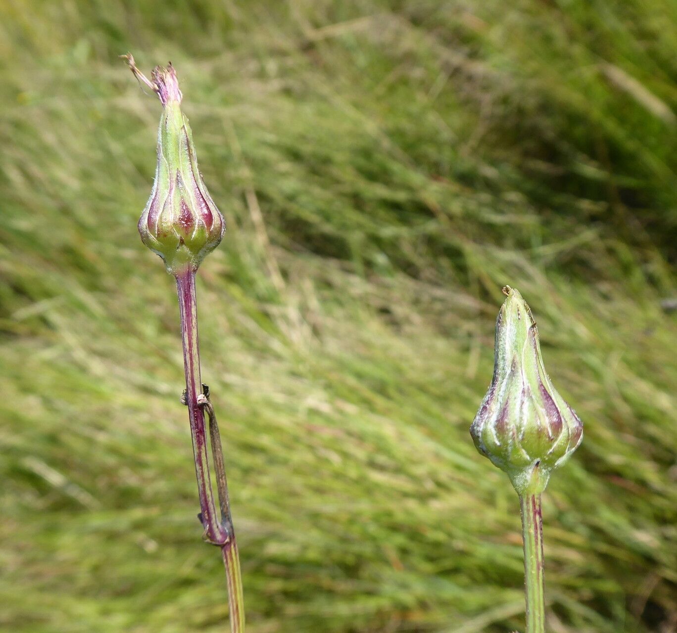 Sonchus dregeanus fruit