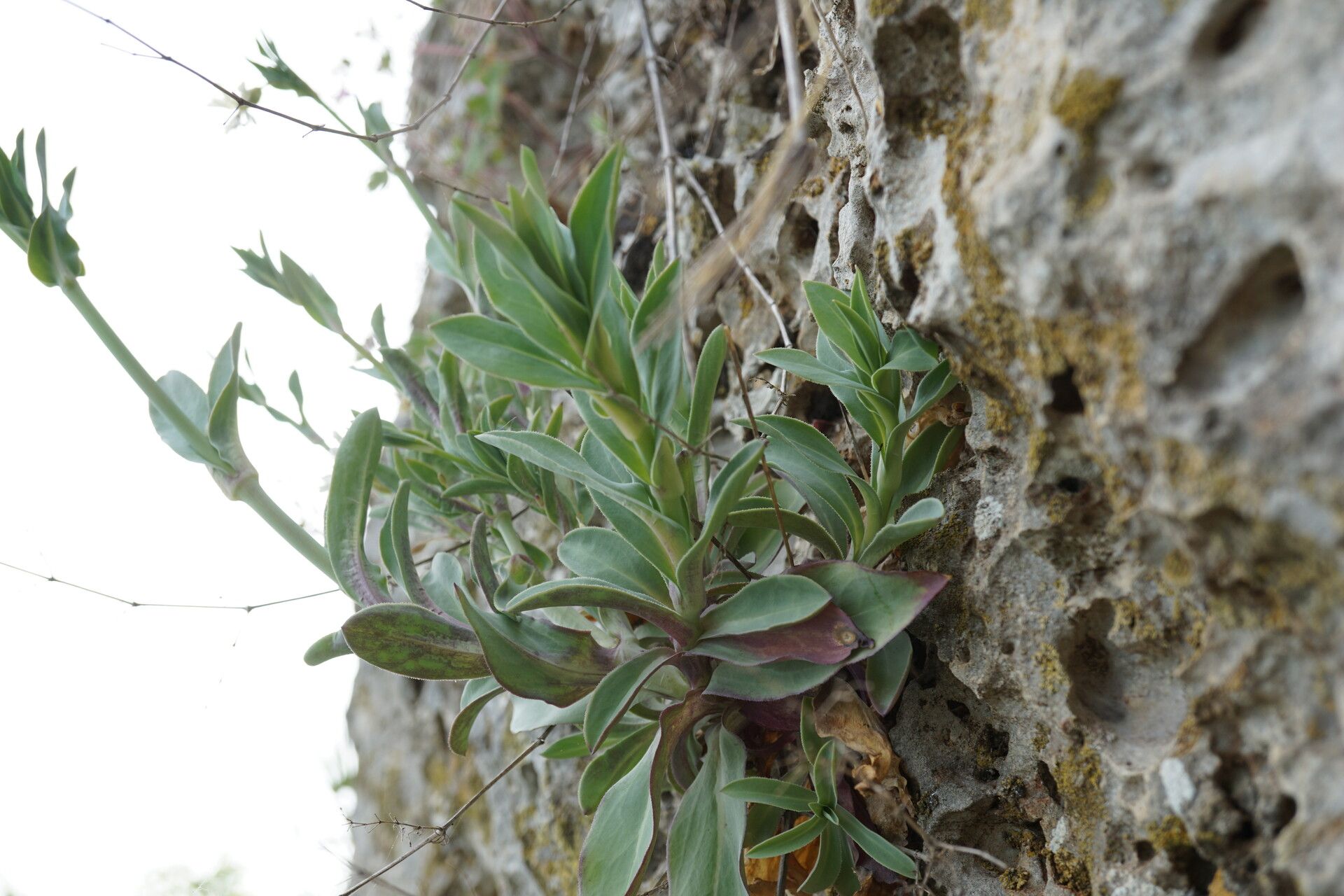 Silene csereii — houseplant care guide