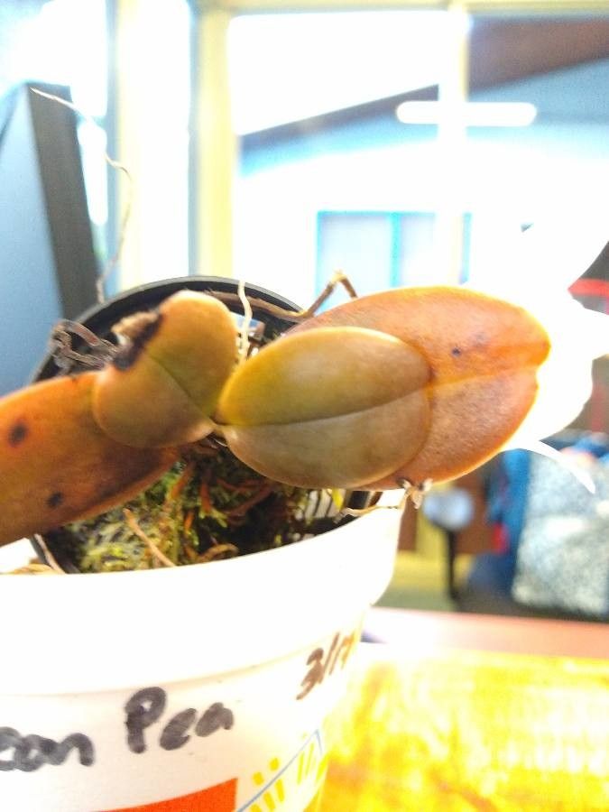 Aerangis fastuosa — search result for 'Orchidaceae'