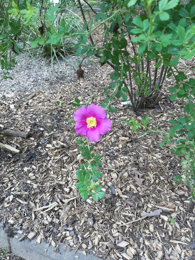 Rosa stellata flower