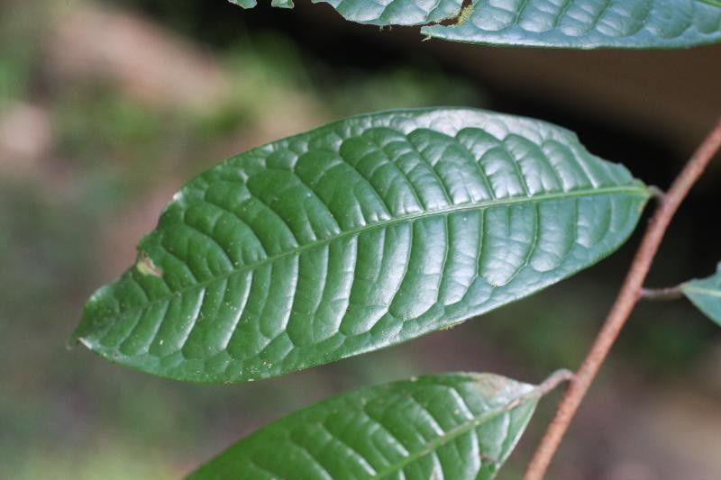 Iryanthera hostmannii leaf