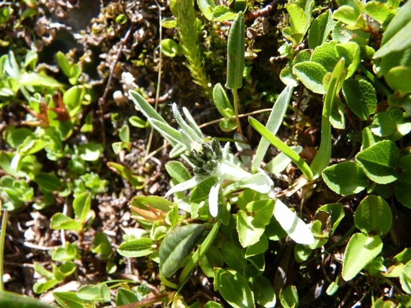 Gnaphalium hoppeanum habit