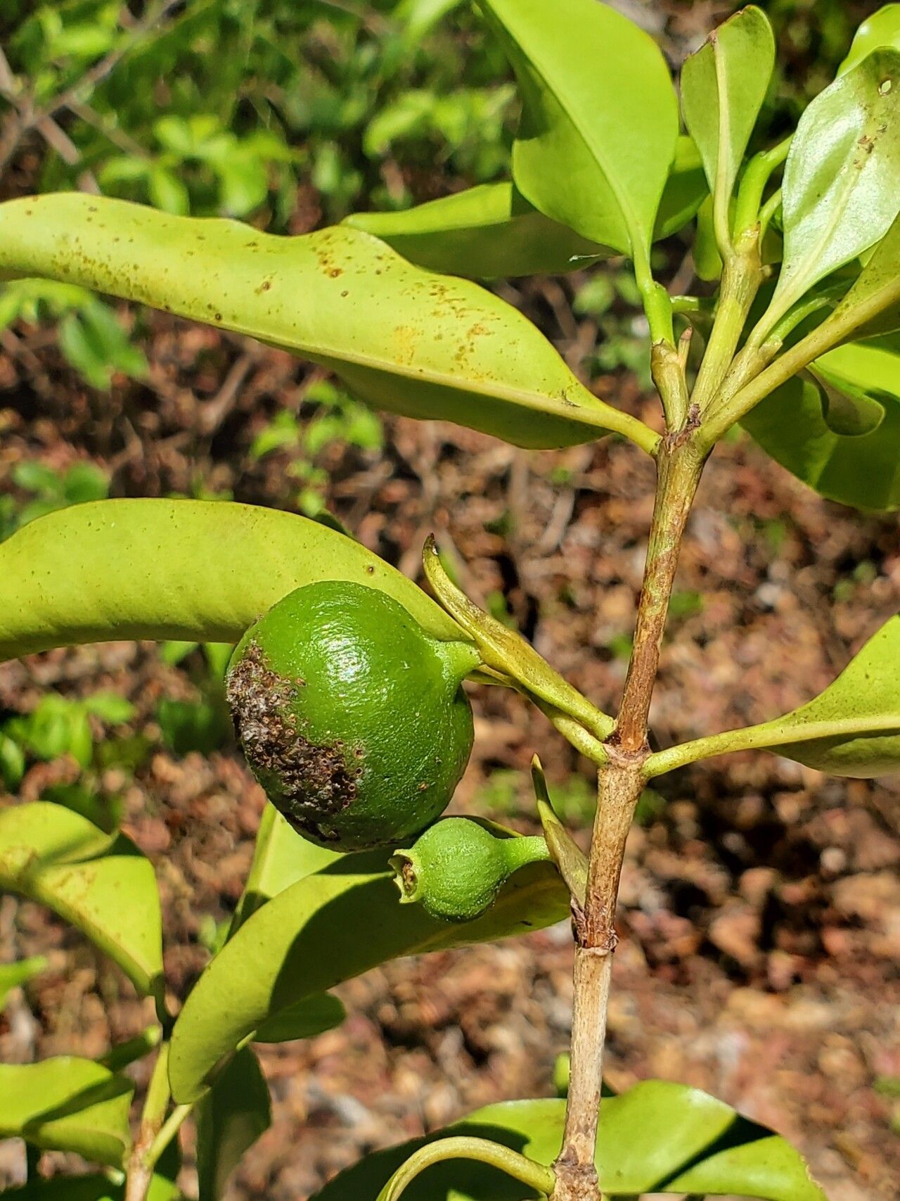 Pyrostria ampijoroensis fruit