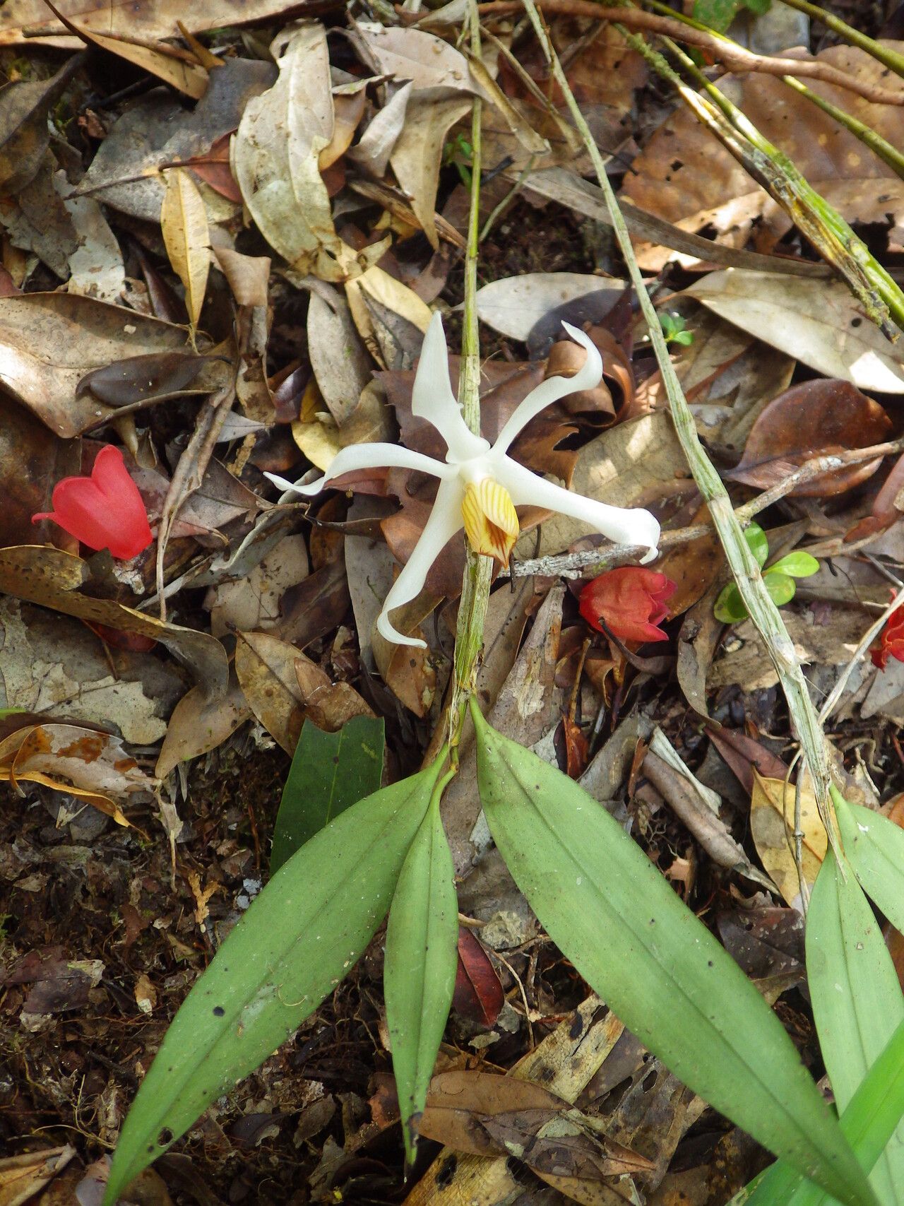 Dendrobium lacteum habit