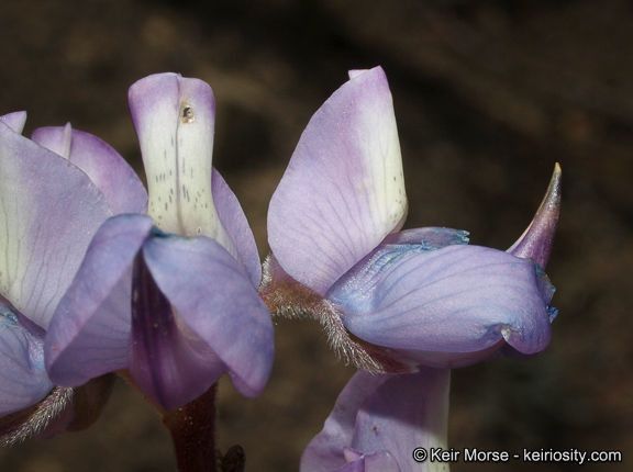 Lupinus hyacinthinus flower