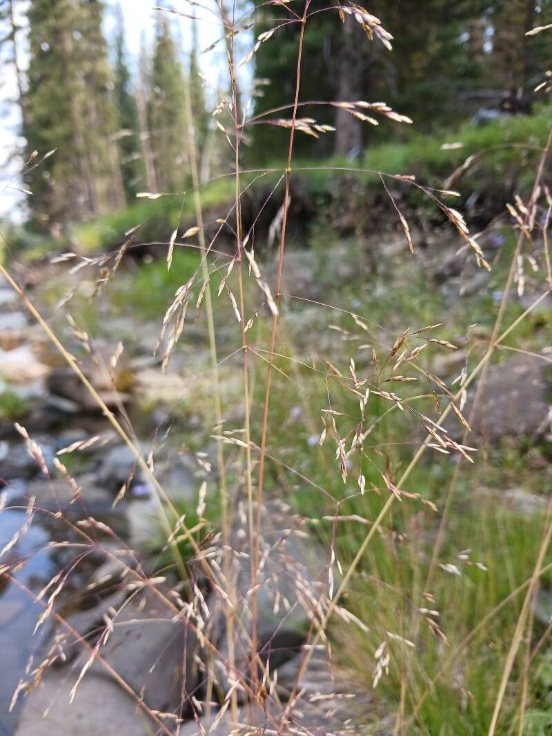 Glyceria grandis — related species from the same genus