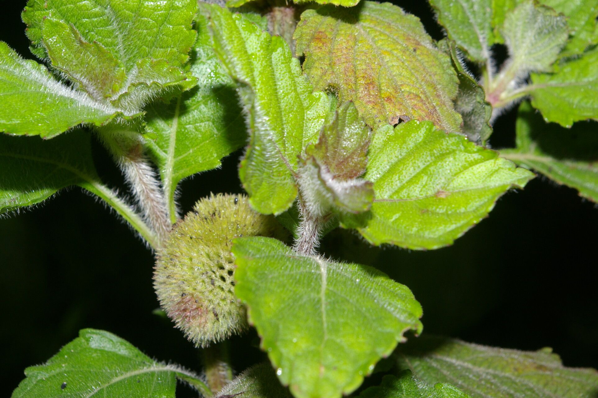 Hyptis sinuata — houseplant care guide