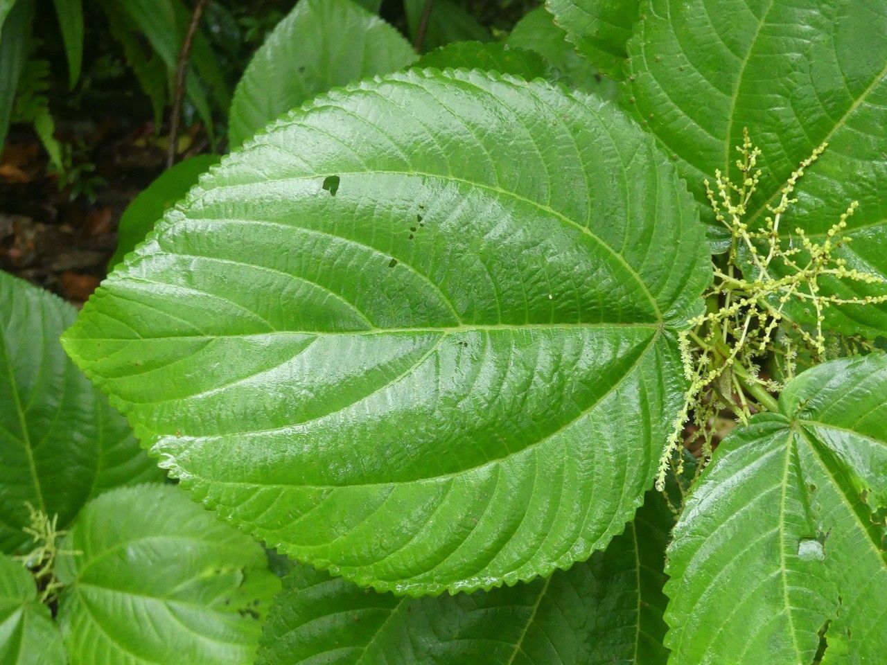 Boehmeria stipularis — search result for 'Boehmeria'