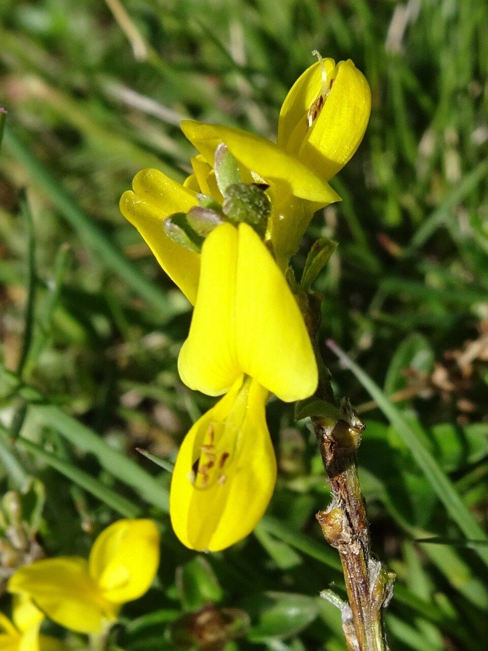 Genista pilosa flower