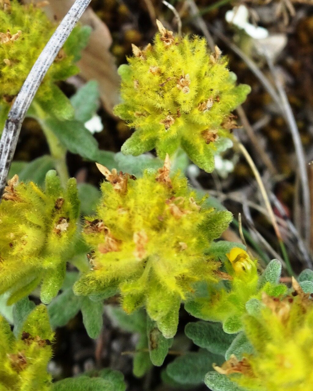 Teucrium aureum flower