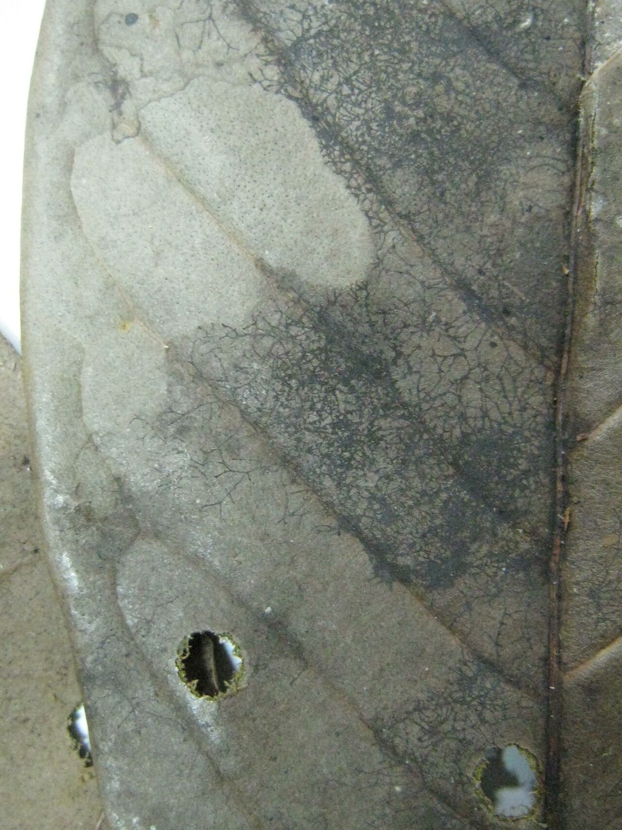 Aniba hostmanniana other